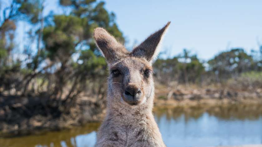 Travel the Australia Outback