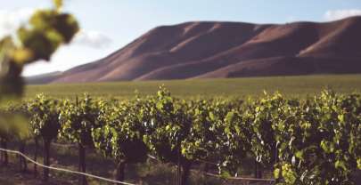 Travel Vineyards CA – A Day of Relaxation at One of the Wealthiest Areas of Wine Country